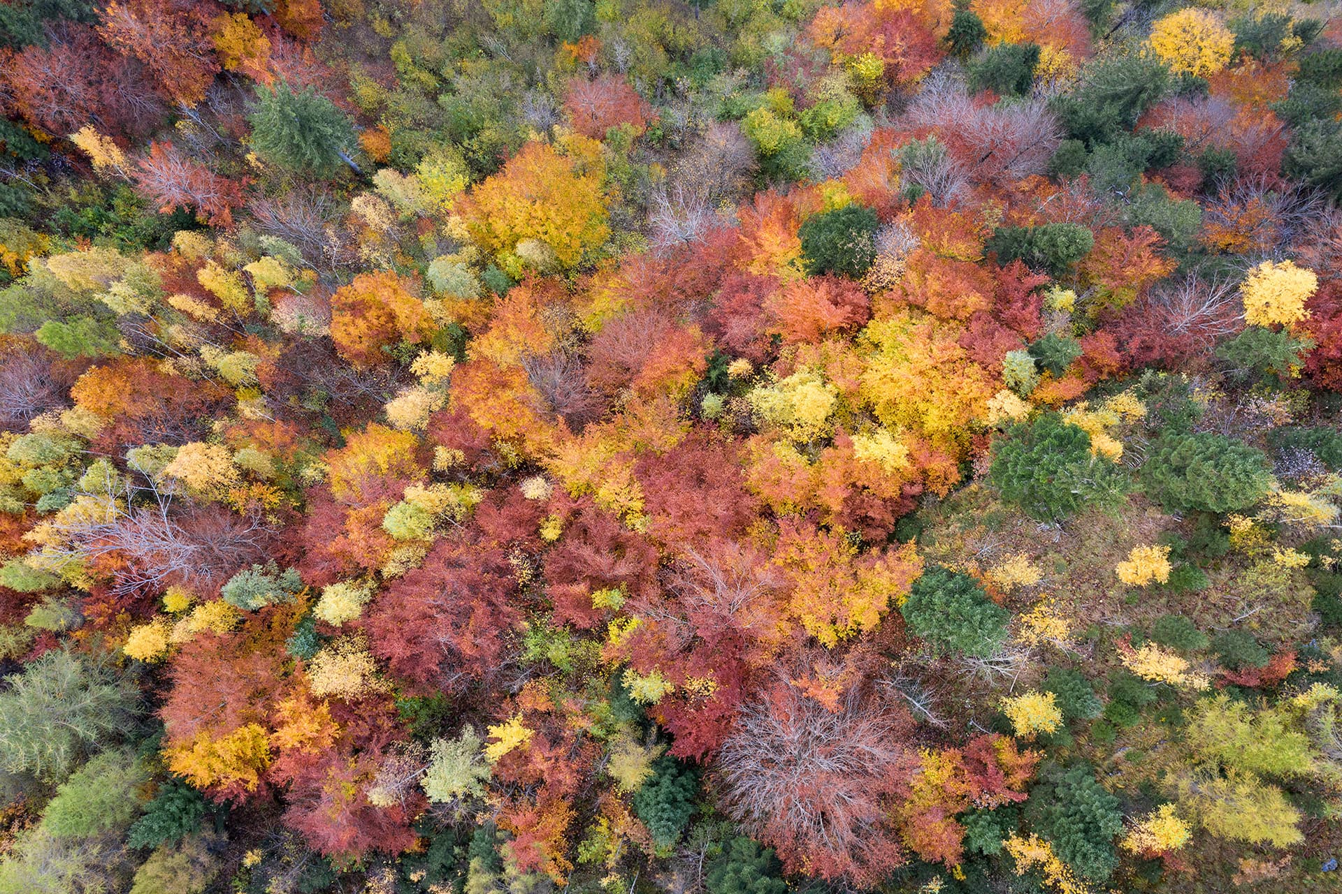 Biodiversité dans la forêt