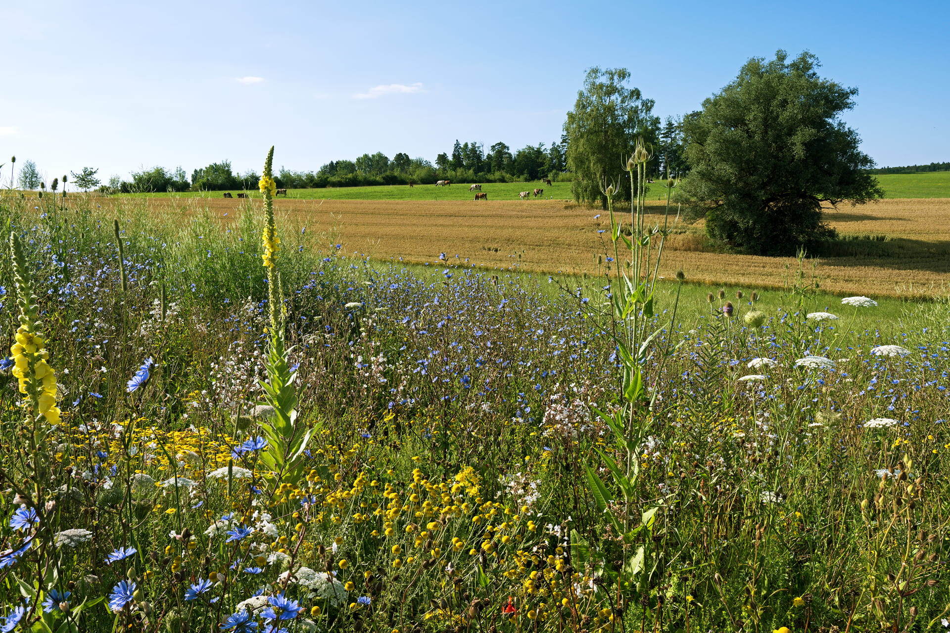 Biodiversité dans les zones agricoles